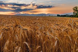 Prețurile grâului și volatilitatea piețelor: actualizări USDA