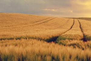 Prețurile cerealelor scad în Europa pe fondul ploilor favorabile din Rusia