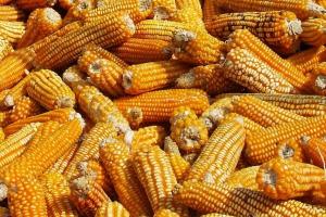 MFG din Coreea de Sud caută140 kilotone porumb furajer