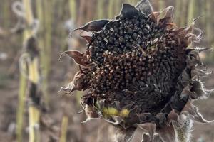 Peste 16.000 de fermieri români cer evaluarea pagubelor de secetă