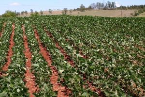 Realegerea lui Trump și impactul asupra piețelor agricole