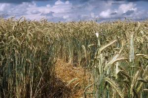 Exporturi de cereale și reglementări - Kazahstan și Ucraina
