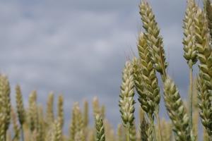 Cotațiile cerealelor în creștere pe fondul prognozelor USDA