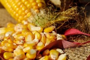 Importatorii sud-coreeni au cumpărat grâu, porumb și șrot de soia