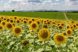 Schimbări majore ale taxelor pentru floarea-soarelui în Rusia
