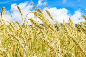 Prognoza la exportul de grâu din Rusia este redusă din nou