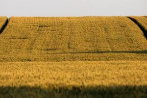 Prețurile grâului din Rusia cresc - exporturile și prognoza pentru 2025 scad