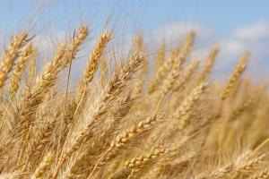 USDA menține prognozele pentru grâu, porumb și soia din SUA
