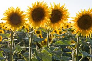 USDA ajustează în creștere producția globală de floarea-soarelui