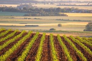 Suprafața cultivată cu porumb în SUA va crește în 2025