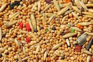Iranul și Algeria au revenit pe piață pentru cereale furajere