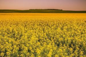 ABARES crește prognoza recoltelor de grâu, orz și rapiță din Australia