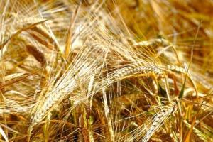 Iordania caută prețuri avantajoase pentru importul de cereale