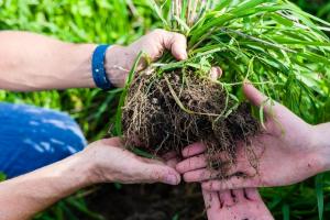 Cum și în ce moment să terminați covorul vegetal pentru beneficii maxime