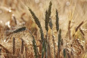 În ciuda reducerii cererii globale, grâul ucrainean își găsește cumpărătorii