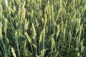 FAO crește producția de grâu în Uniunea Europeană în sezonul 2025/26