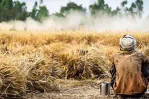 India poate fi soluția pentru viitorul exporturilor de cereale din SUA