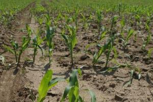 Fermierii din Uniunea Europeană reduc suprafețele cultivate cu porumb