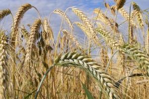 Comerțul mondial cu grâu va avea o revenire în sezonul 2025/26
