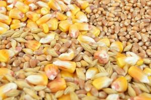 IGC crește cu 3% producția globală de cereale pentru sezonul 2025/26
