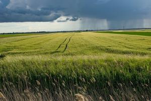 Grâul scade pe fondul estimărilor mai bune din Rusia
