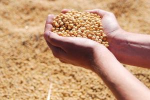 China încearcă să reducă dependența de importurile de cereale