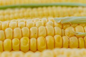 Coreea de Sud cumpără 266 Kt porumb și lansează licitație pentru încă 140 Kt