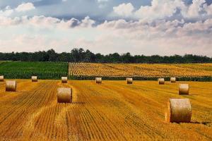 Prețurile grâului nou cresc în porturile din sudul Rusiei