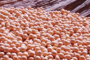 Exporturi record în luna iunie la produsele agricole din Argentina 