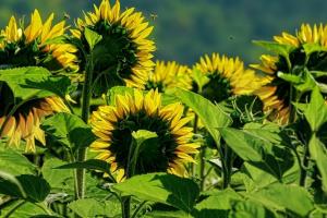 Importul uleiului de floarea-soarelui: 65% din piața Moldovei
