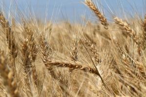 Rusia elimină taxa la exportul la grâu, începând cu 9 iulie