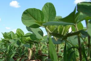 UE aprobă importul de soia modificată genetic