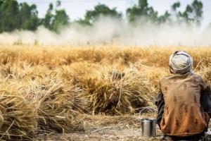 Bangladeshul a cumpărat grâu mai ieftin ca în luna iunie
