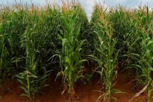 Strategie Grains reduce producția de porumb din blocul comunitar