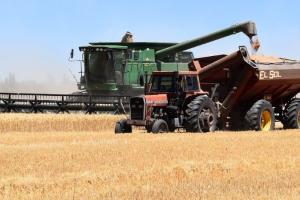Experții cresc producția de grâu din Rusia pentru sezonul 2025/26