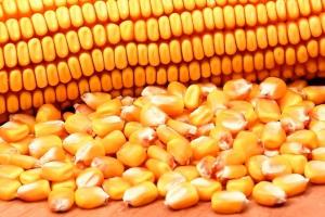 IGC reduce producția de porumb din România pentru sezonul 2025/26