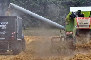 Producții abundente de grâu și rapiță în Germania în 2025