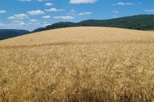 Rusia pune accent pe creșterea producției de cereale în Siberia