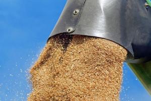 Producția globală de cereale va crește în următorul deceniu 