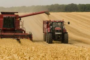 Prețul grâului rusesc coboară odată cu sosirea noii recolte
