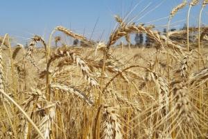 Prețul grâului european, deși în scădere, nu atrage cererea