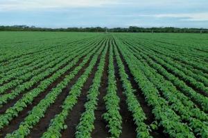 Soia între recoltă record și tensiuni comerciale SUA-China