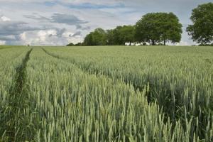 Revoluție în managementul fermelor ce cultivă grâu în Australia 