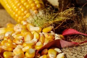 Argentina trimite porumb în China, o gură de oxigen pentru economia țării