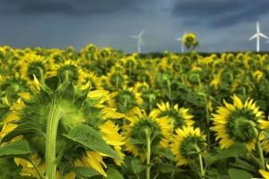 Exporturile de ulei de floarea-soarelui din Ucraina sunt în ascensiune