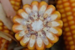 China remodelează fluxurile comerciale la importul de porumb