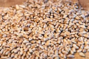 Producția de cereale a Ucrainei va atinge nivelul recoltei din 2024