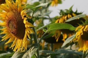Redresare a producției globale de floarea-soarelui în sezonul 2025/26