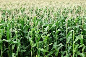 Expana reduce radical estimarea la producția de porumb din UE