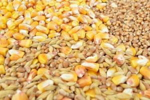 Exporturile de grâu și porumb din SUA confiscă cererea globală